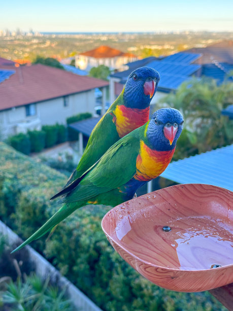 lorikeet