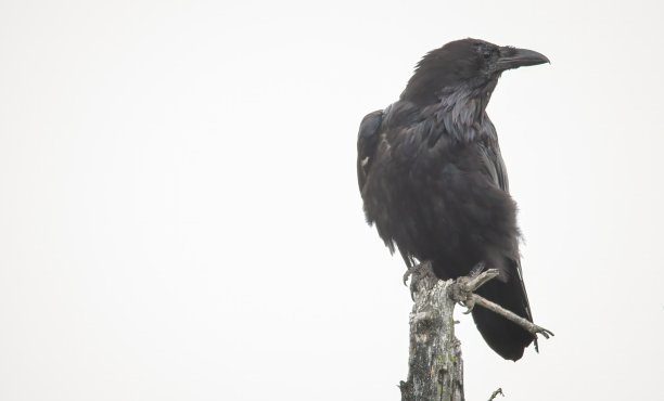 raven