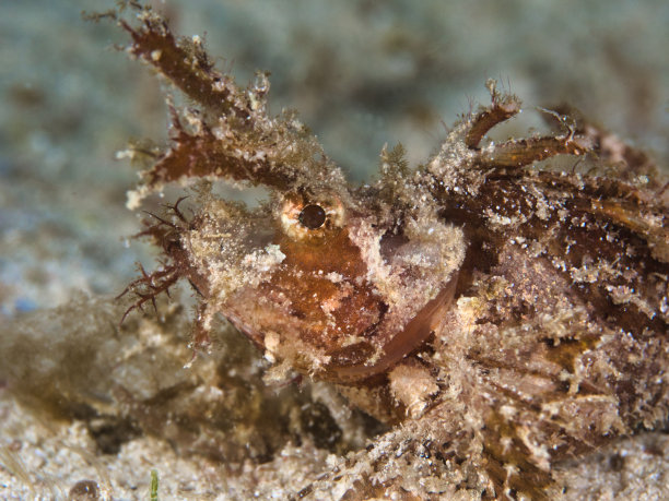 pterois