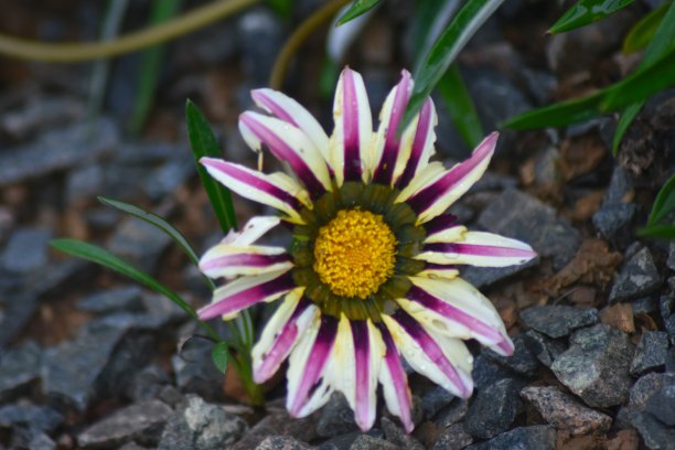 gazania