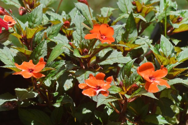 impatiens