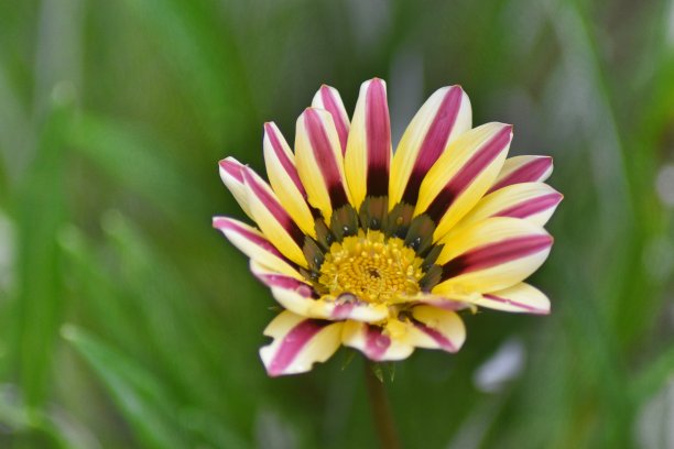 gazania