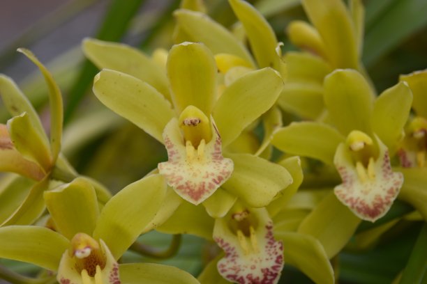 cymbidium