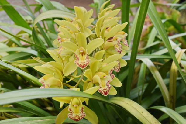 cymbidium