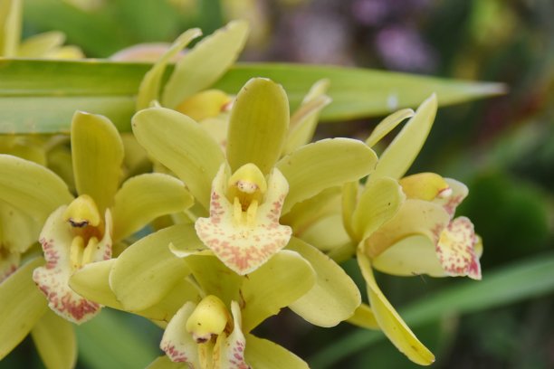 cymbidium