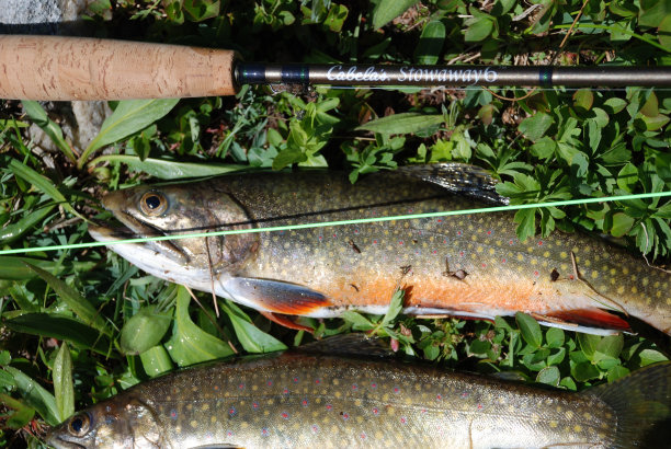 salvelinus
