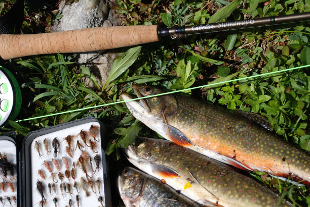 salvelinus