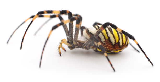 arachnid