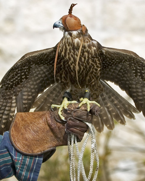 falcon