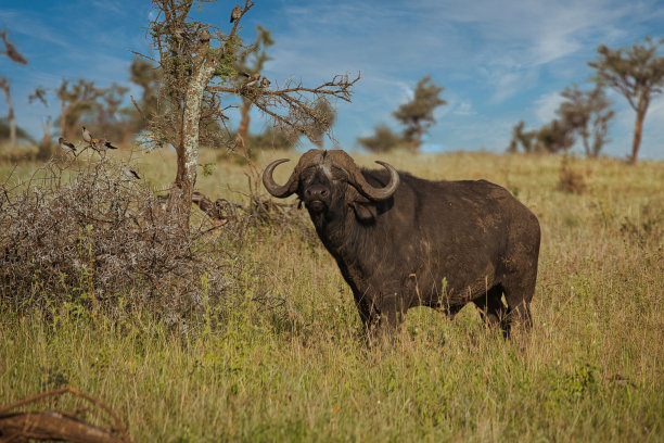 ox