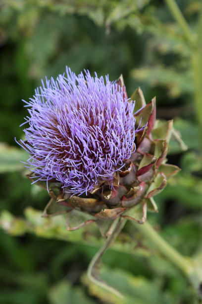 artichoke