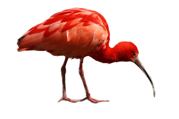 ibis