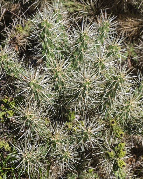 cholla