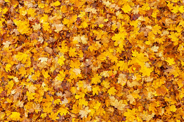 多彩秋季枫叶无缝图案