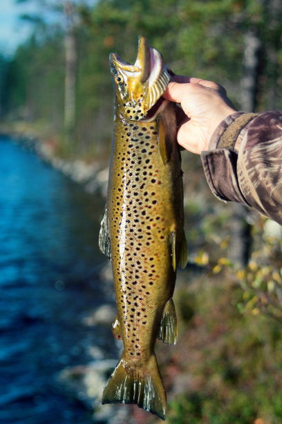 salvelinus