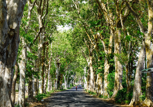 avenue