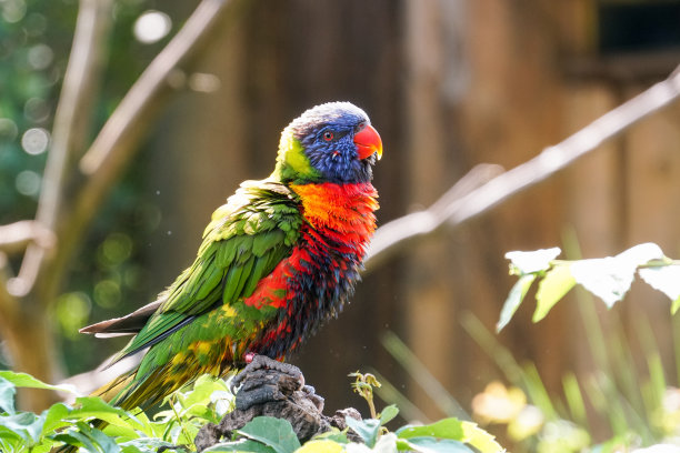 lorikeets