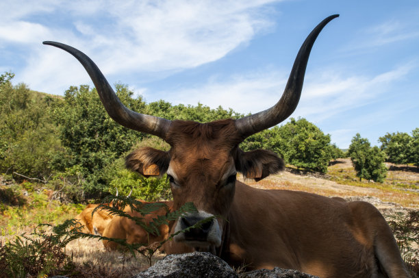 horned