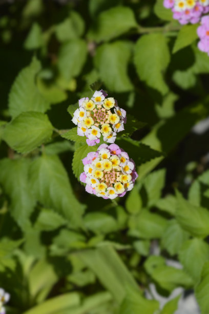 lantana