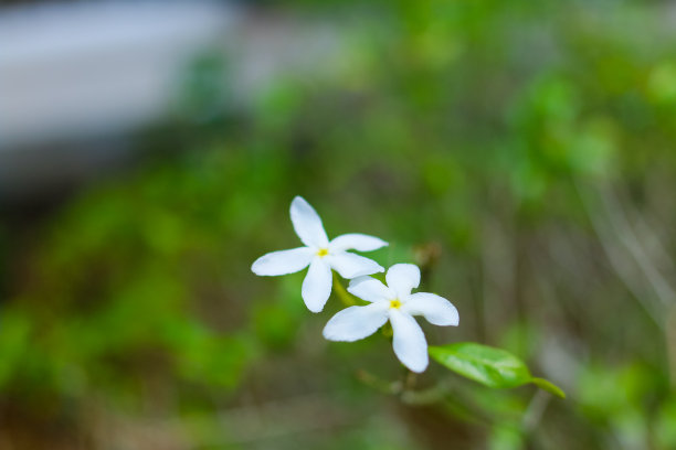 重瓣茉莉