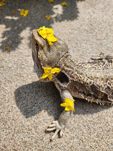 pogona