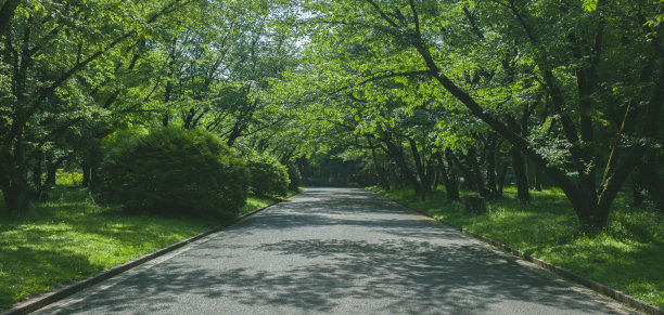 道路 蓝天 公园 树荫 阳光 