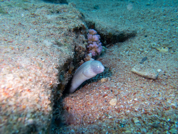 海鳗,珊瑚,咸水鳗
