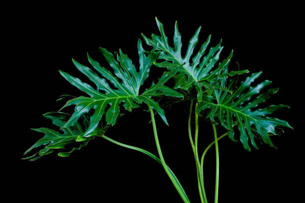 高清黑色背景绿色蕨类植物叶子