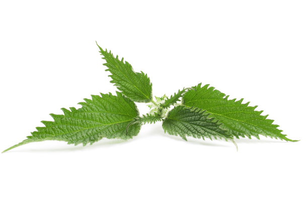 nettles