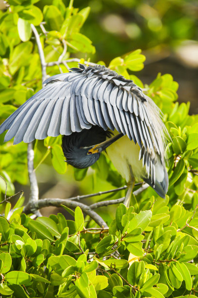 egretta