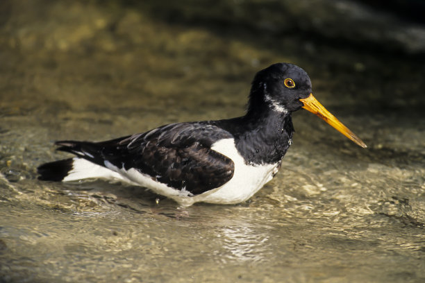 charadriiformes