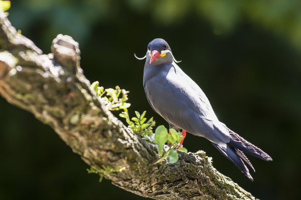 charadriiformes