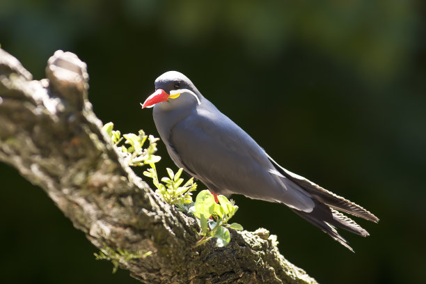 charadriiformes