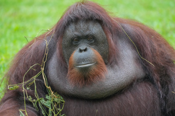pongo