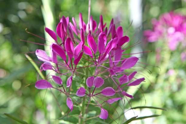 cleome