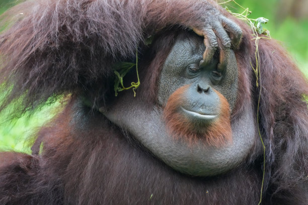 pongo