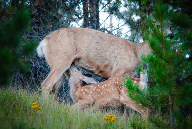 doe
