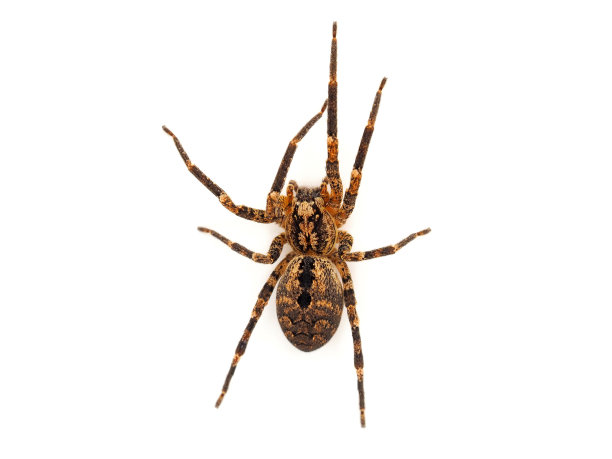arachnid
