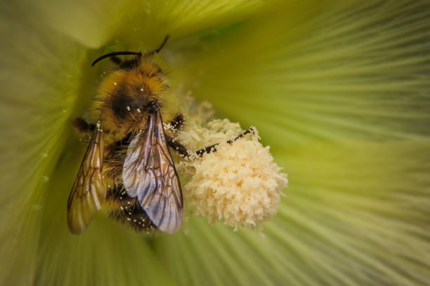 pollination