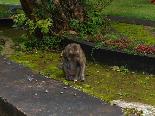 monkey-nut