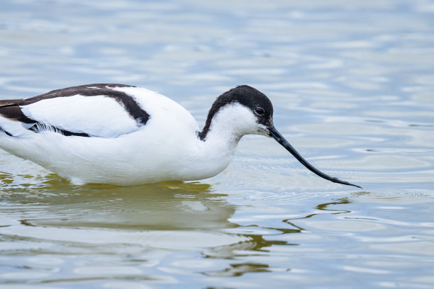 charadriiformes