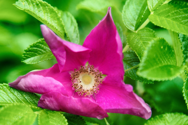 rugosa