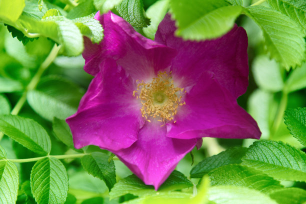 rugosa