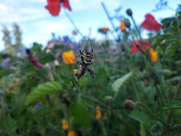 argiope