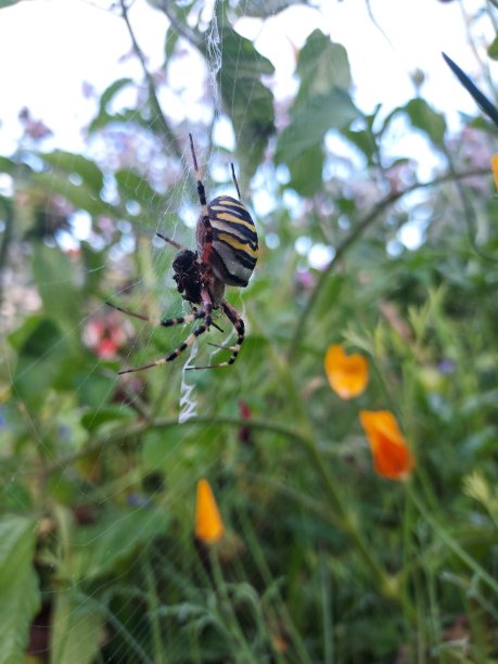 argiope
