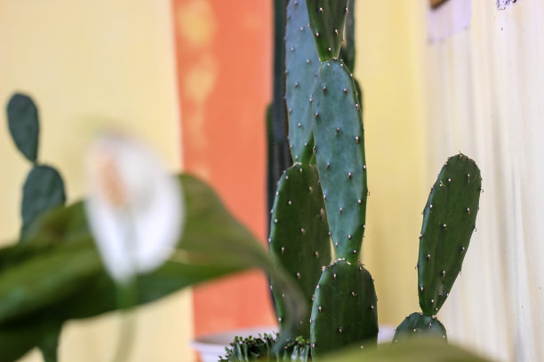 saguaro