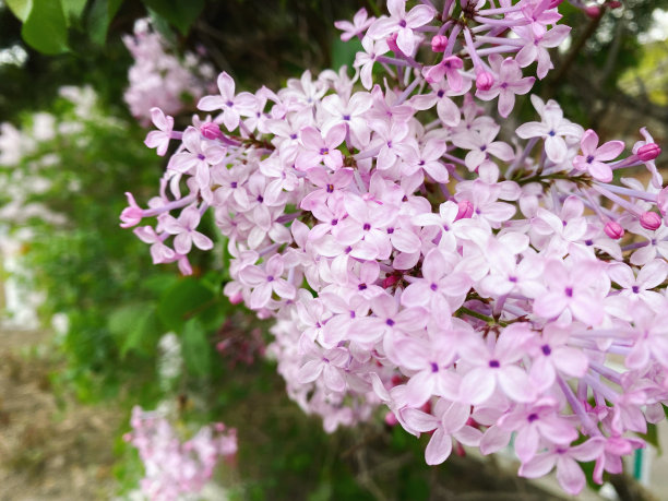 丁香花,鲜花盛开,花簇