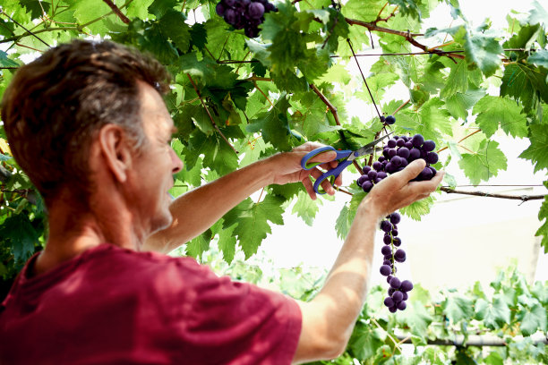 老年男人在果园采摘葡萄
