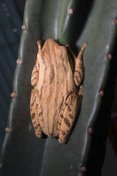 发光眼睛生物特写