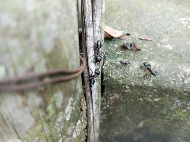 童趣蚂蚁,黑蚂蚁,高清大图